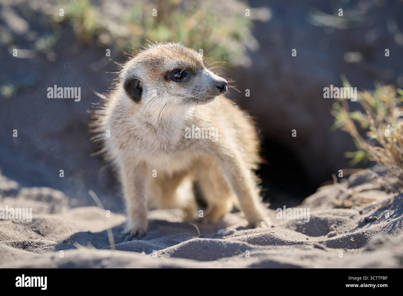 Suricate (Suricata suricatta), Parc national de Makgadikgadi, Gweta, Botswana Afrique Banque D'Images