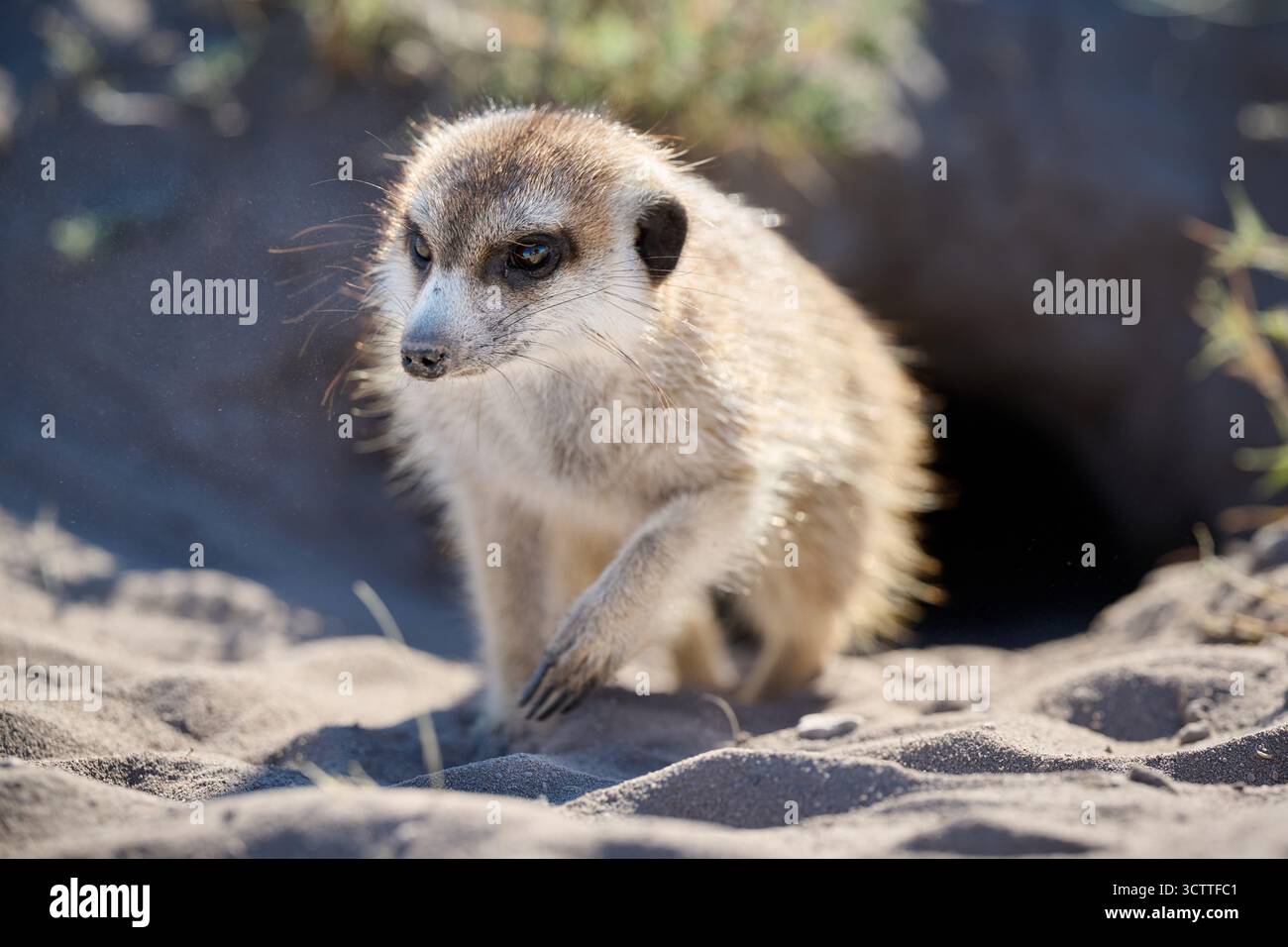 Suricate (Suricata suricatta), Parc national de Makgadikgadi, Gweta, Botswana Afrique Banque D'Images