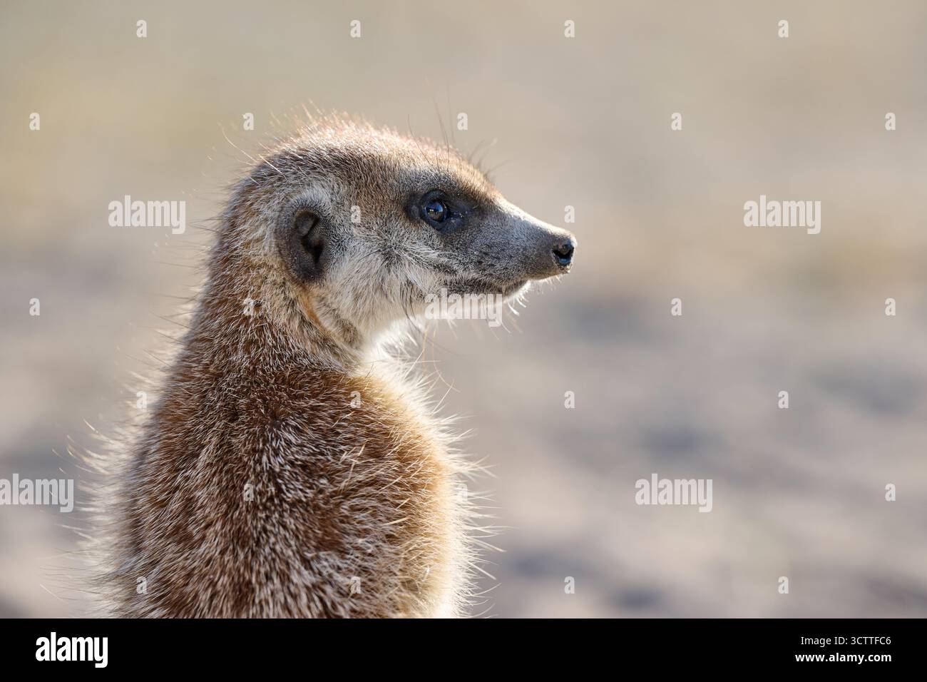 Suricate (Suricata suricatta), Parc national de Makgadikgadi, Gweta, Botswana Afrique Banque D'Images