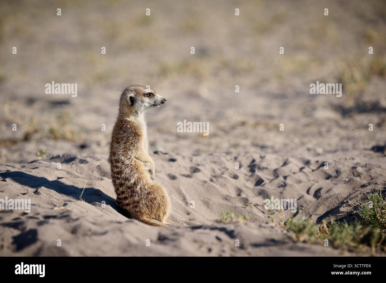 Suricate (Suricata suricatta), Parc national de Makgadikgadi, Gweta, Botswana Afrique Banque D'Images