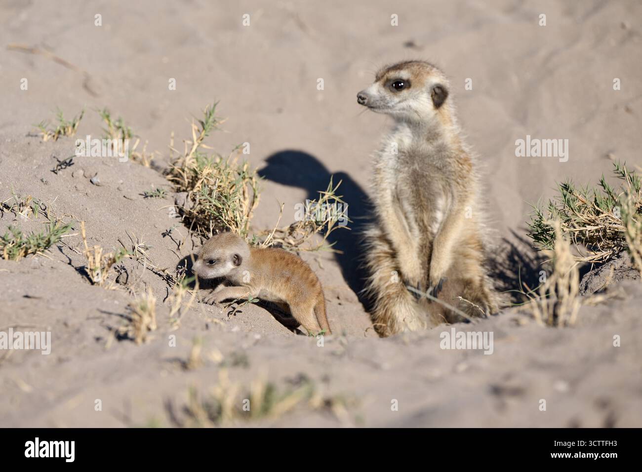 Suricat nouveau-né (Suricata suricatta), Parc national de Makgadikgadi, Gweta, Botswana Afrique Banque D'Images