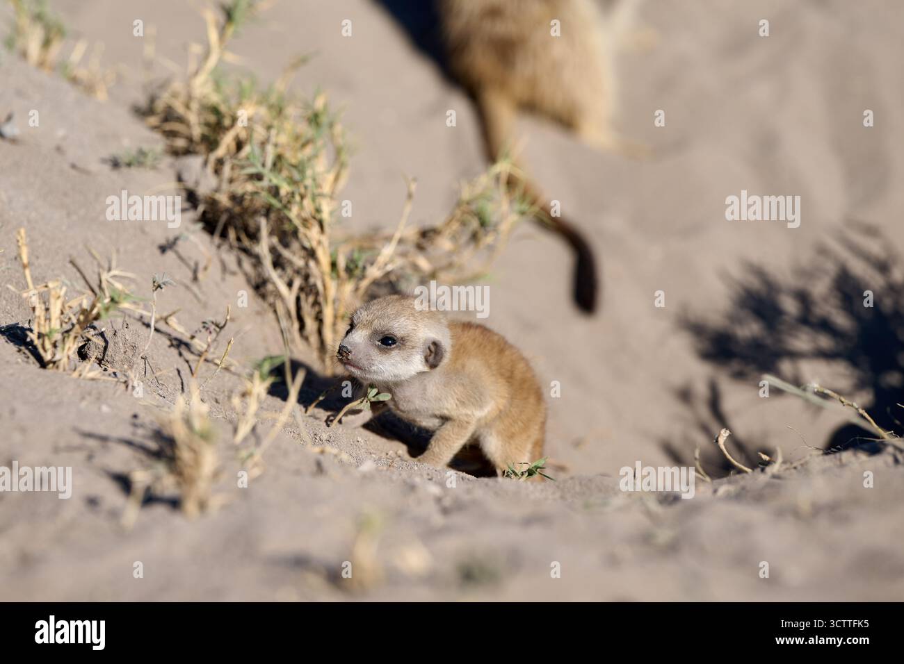 Suricat nouveau-né (Suricata suricatta), Parc national de Makgadikgadi, Gweta, Botswana Afrique Banque D'Images