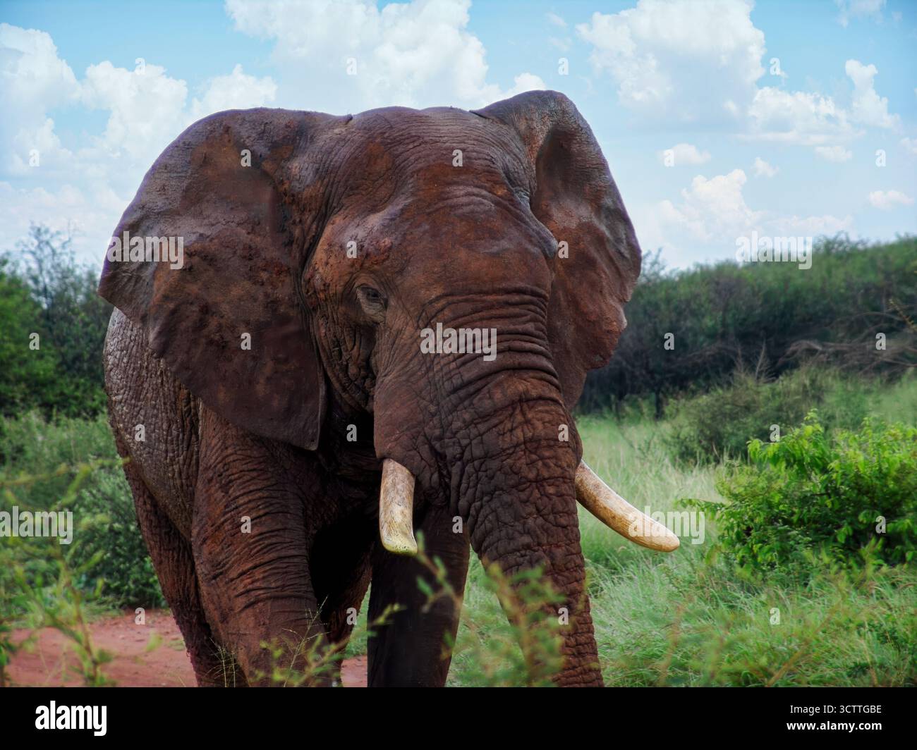 éléphant simple marchant dans la brousse, de grandes défenses, des acacia et des arbustes le jour Banque D'Images éléphant simple marchant dans la brousse, de grandes défenses, des acacia et des arbustes le jour Banque D'Images