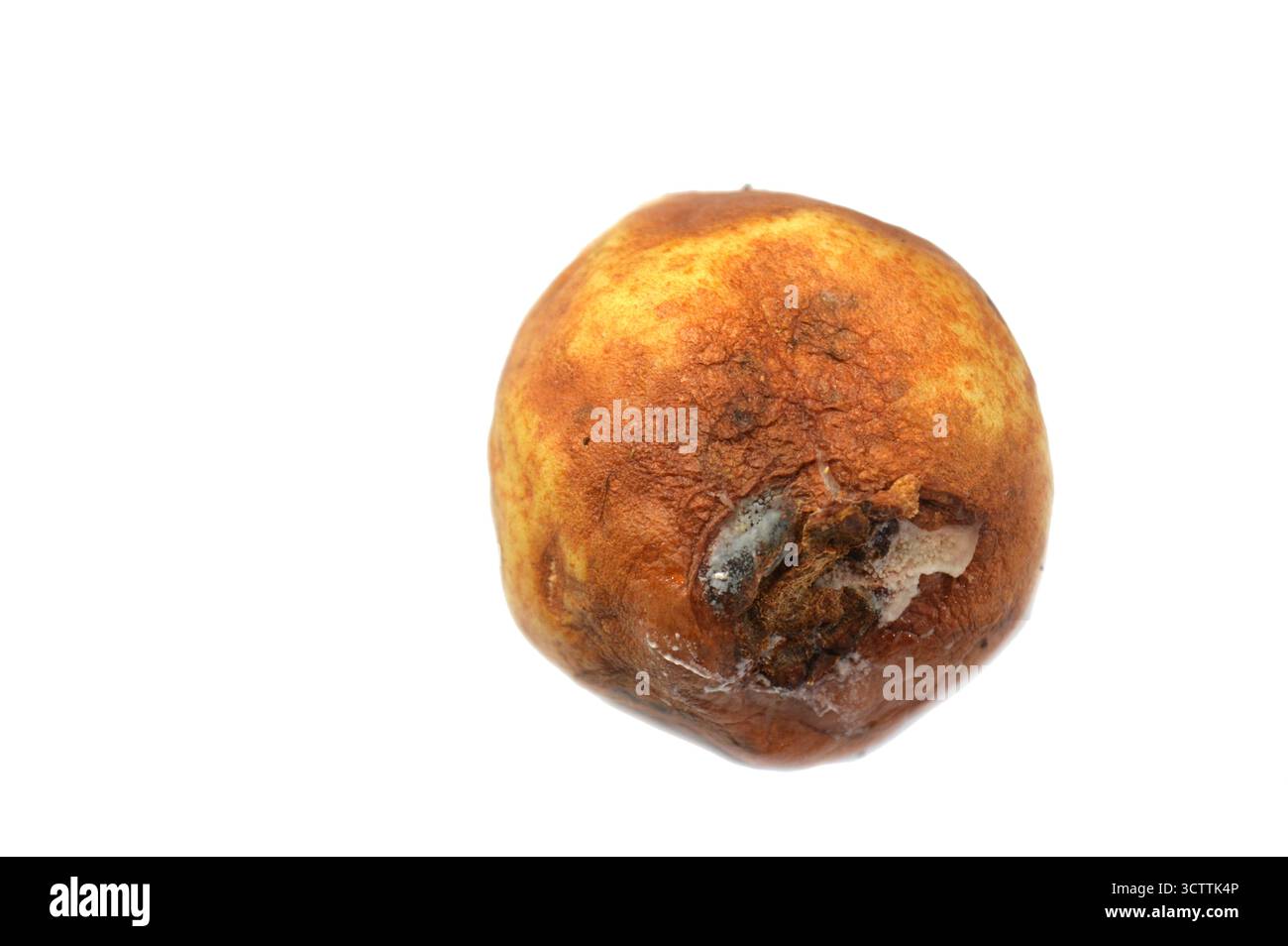 Fruit de goyave avec moisissures et bactéries, la moisissure est l'une des structures que certains champignons peuvent former, la formation de spores contenant des champignons secondaires metabo Banque D'Images