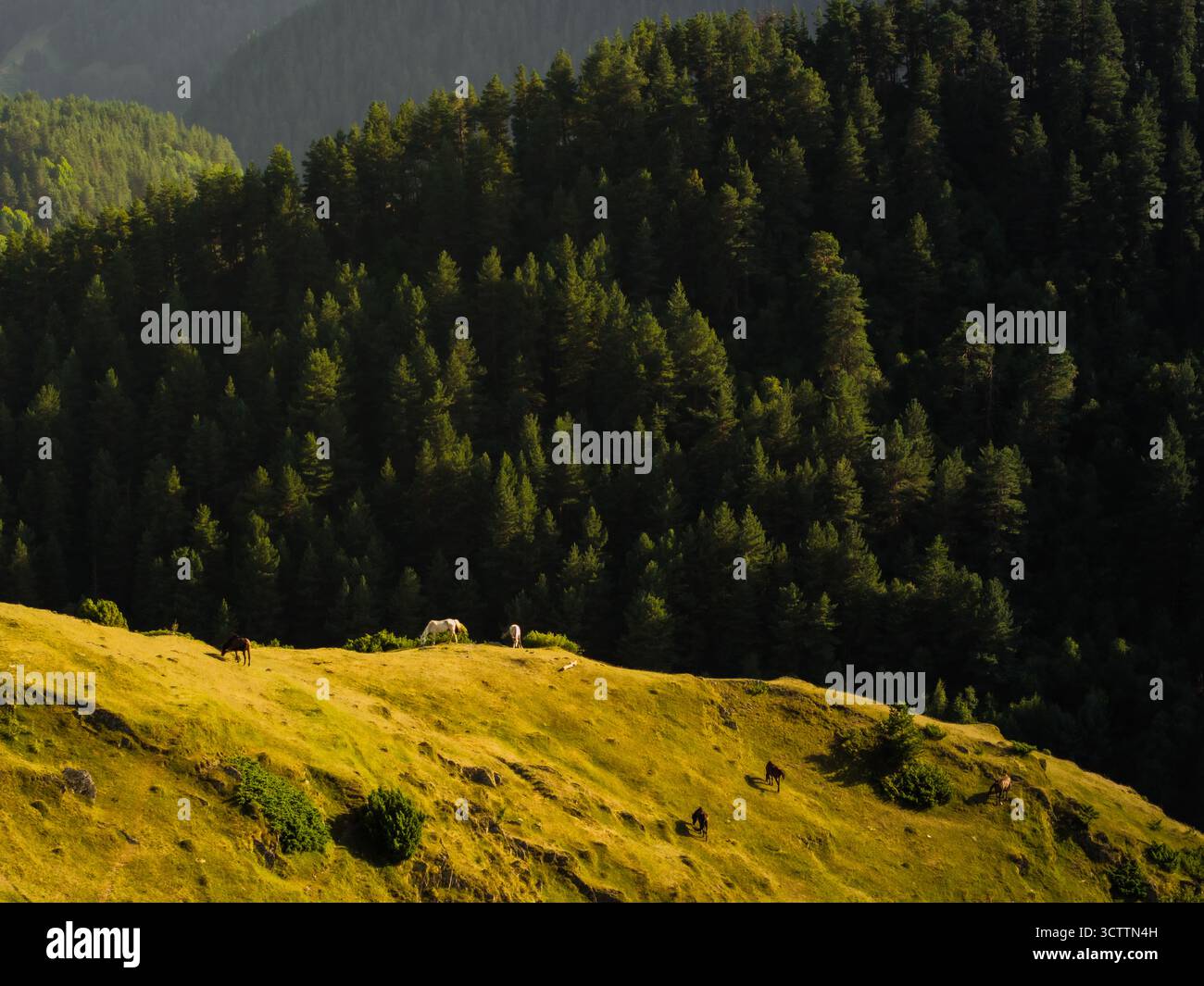 Vue aérienne de chevaux qui paissent sur une prairie ensoleillée sous une forêt dense et sombre, un contraste serein de lumière et d'ombre, Omalo supérieur, Kakheti, géorgie. Banque D'Images
