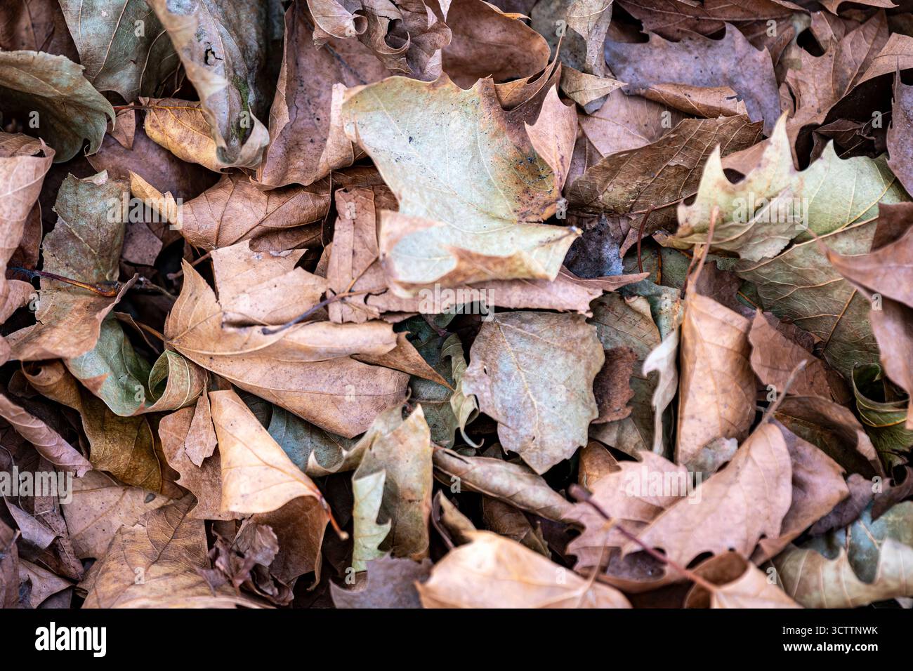 Fond des feuilles naturelles les feuilles tombées de l'automne ouvrent le fond atmosphérique du parc spatial Banque D'Images