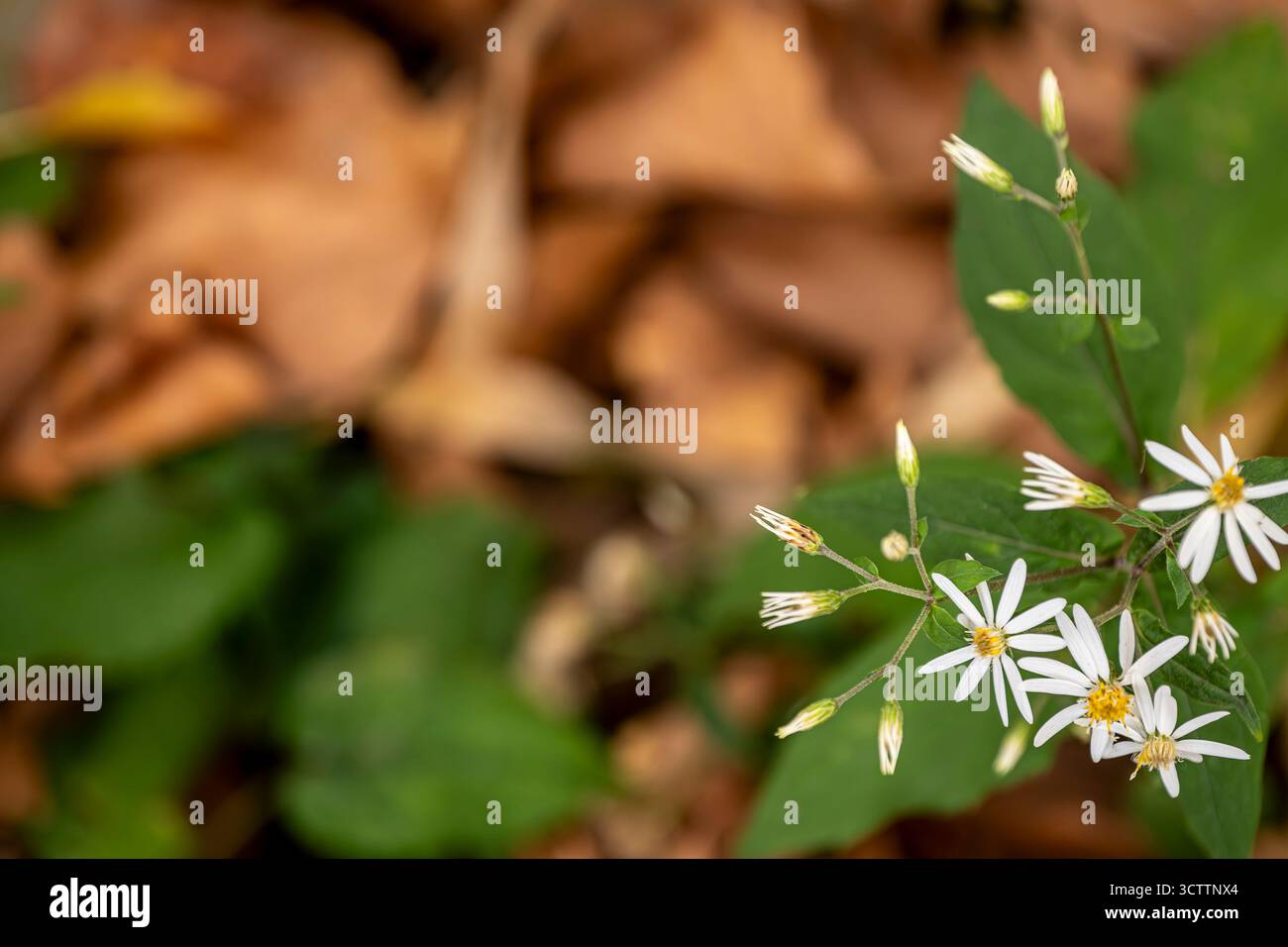 Gros plan d'asters sauvages d'automne et de marguerites dans un parc avec un arrière-plan flou doux, délicate scène macro de fleurs sauvages d'automne Banque D'Images