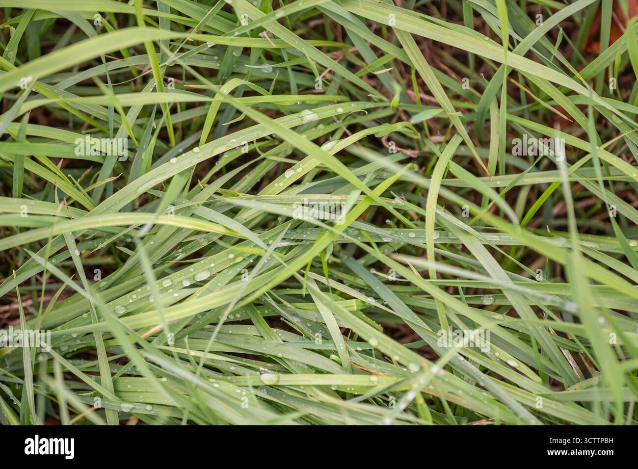 Macro herbe verte fraîche avec gouttes de rosée — gros plan sur la pelouse du matin à pluie Banque D'Images
