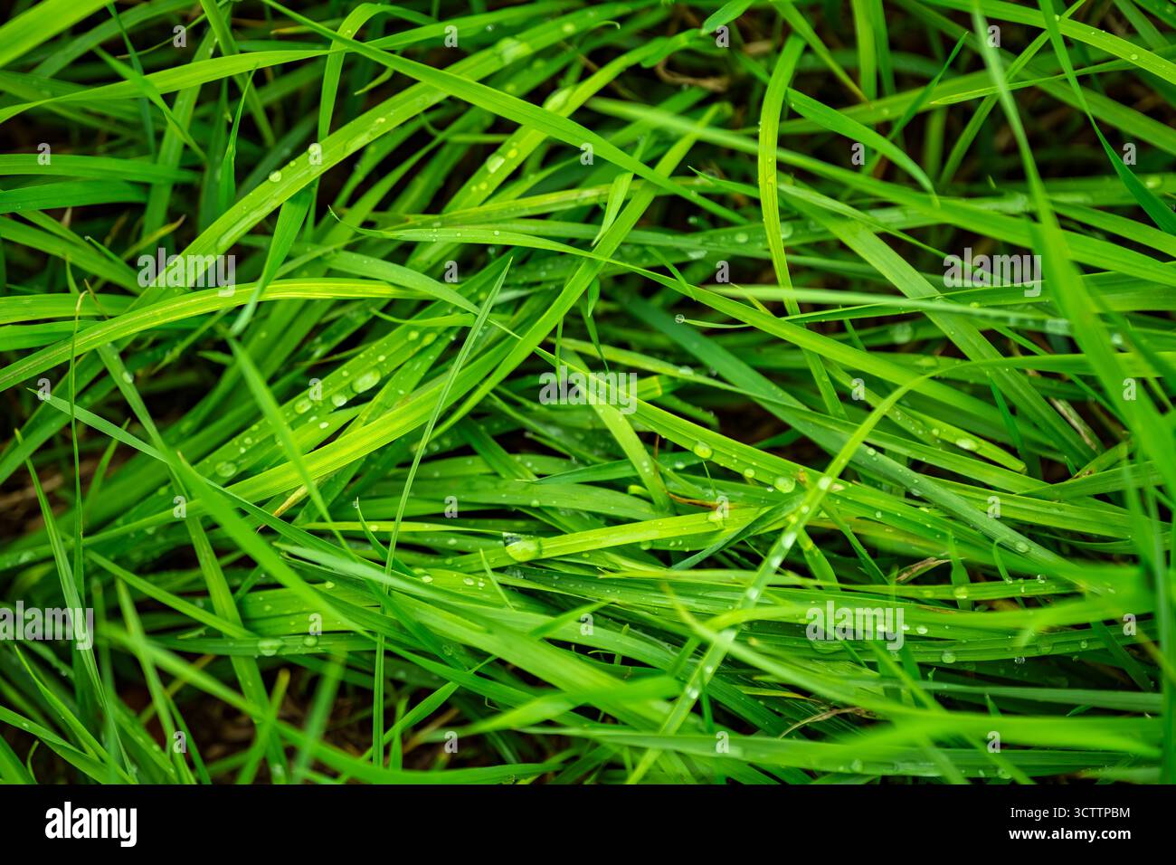 Herbe verte fraîche avec des gouttes de rosée après la pluie, macro gros plan de fond de nature de pelouse humide Banque D'Images