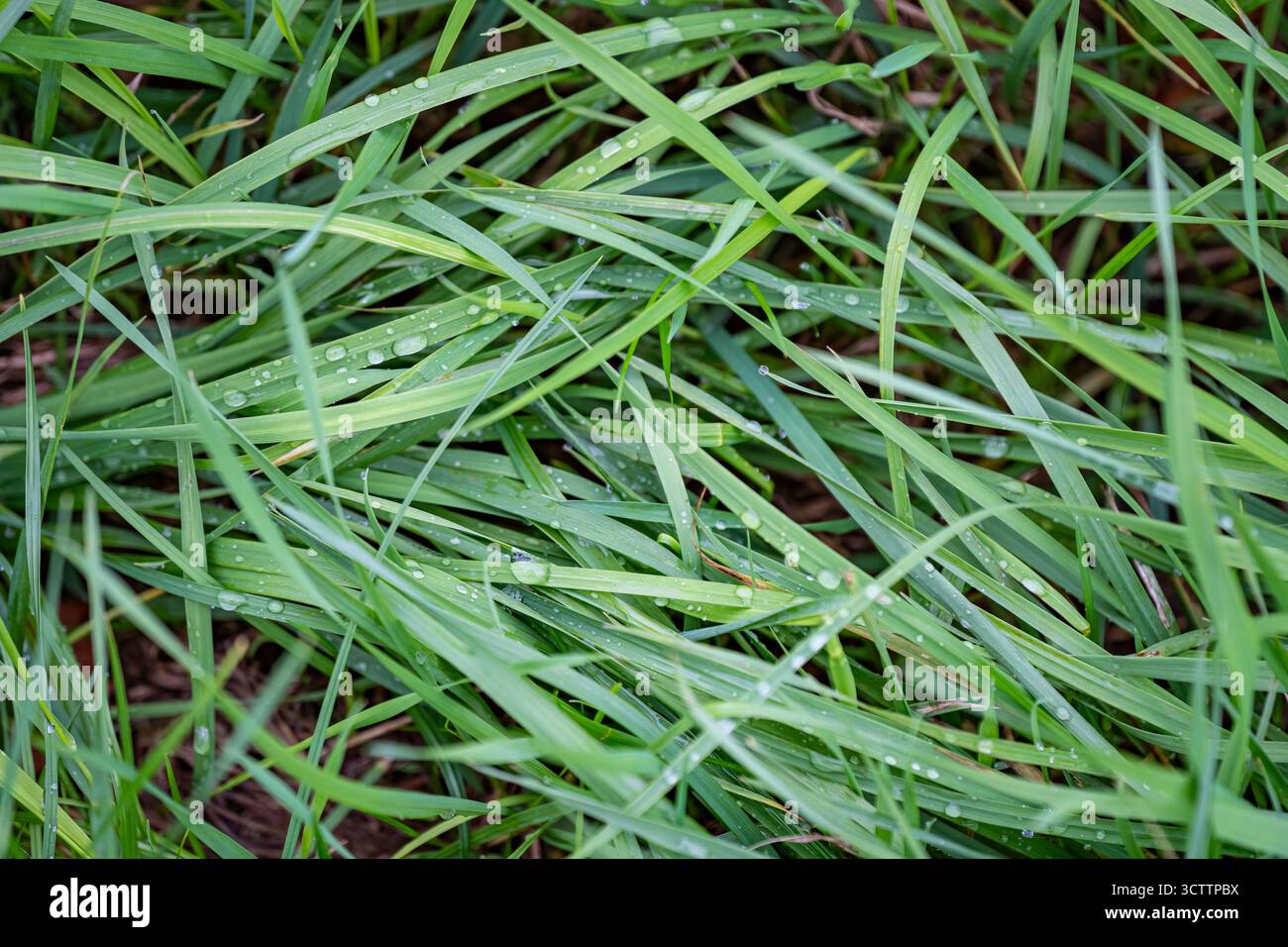 Herbe verte fraîche avec des gouttes de rosée après la pluie, macro gros plan de fond de nature de pelouse humide Banque D'Images