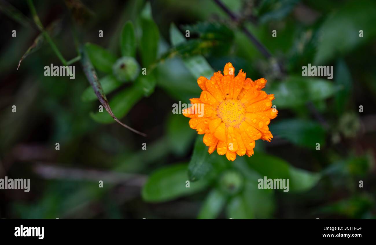 Photo avec gros plan délicates fleurs de calendula médicinal open space sauvage macro gouttes de rosée d'eau sur les pétales Banque D'Images