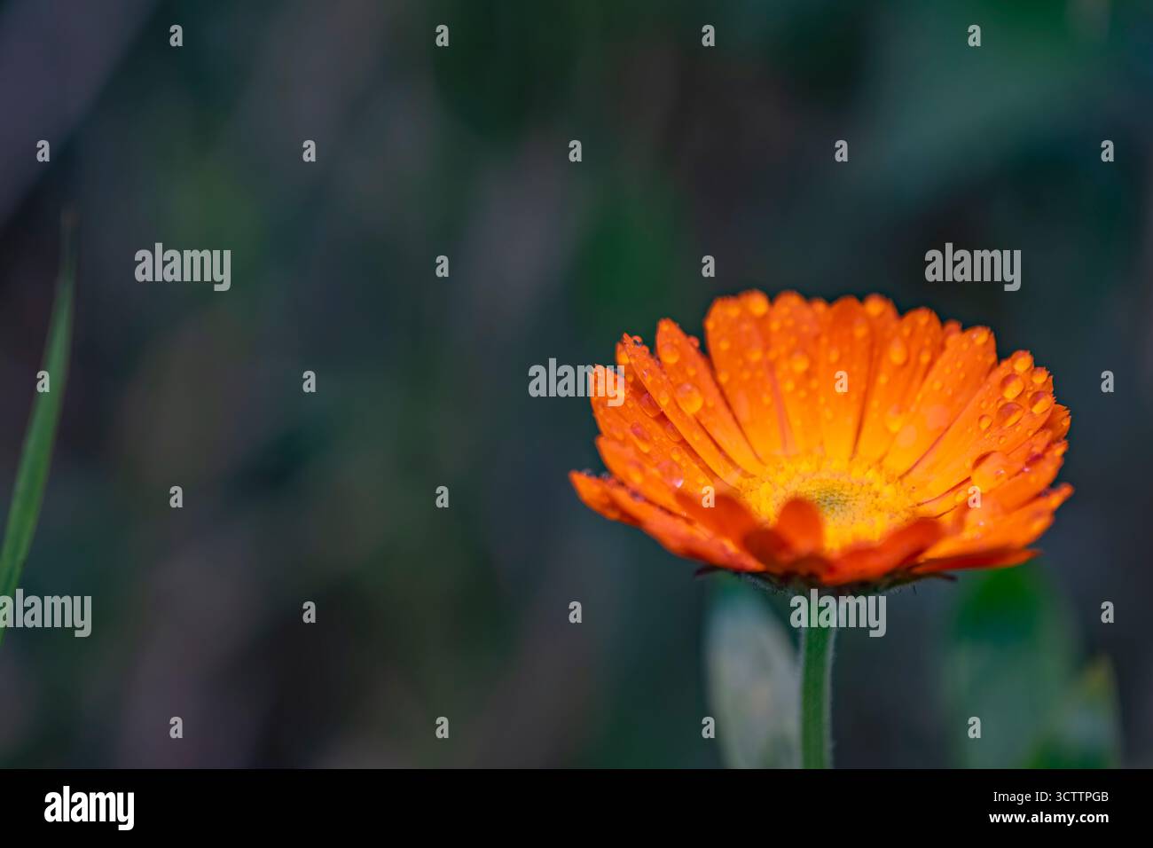 Photo avec gros plan délicates fleurs de calendula médicinal open space sauvage macro gouttes de rosée d'eau sur les pétales Banque D'Images