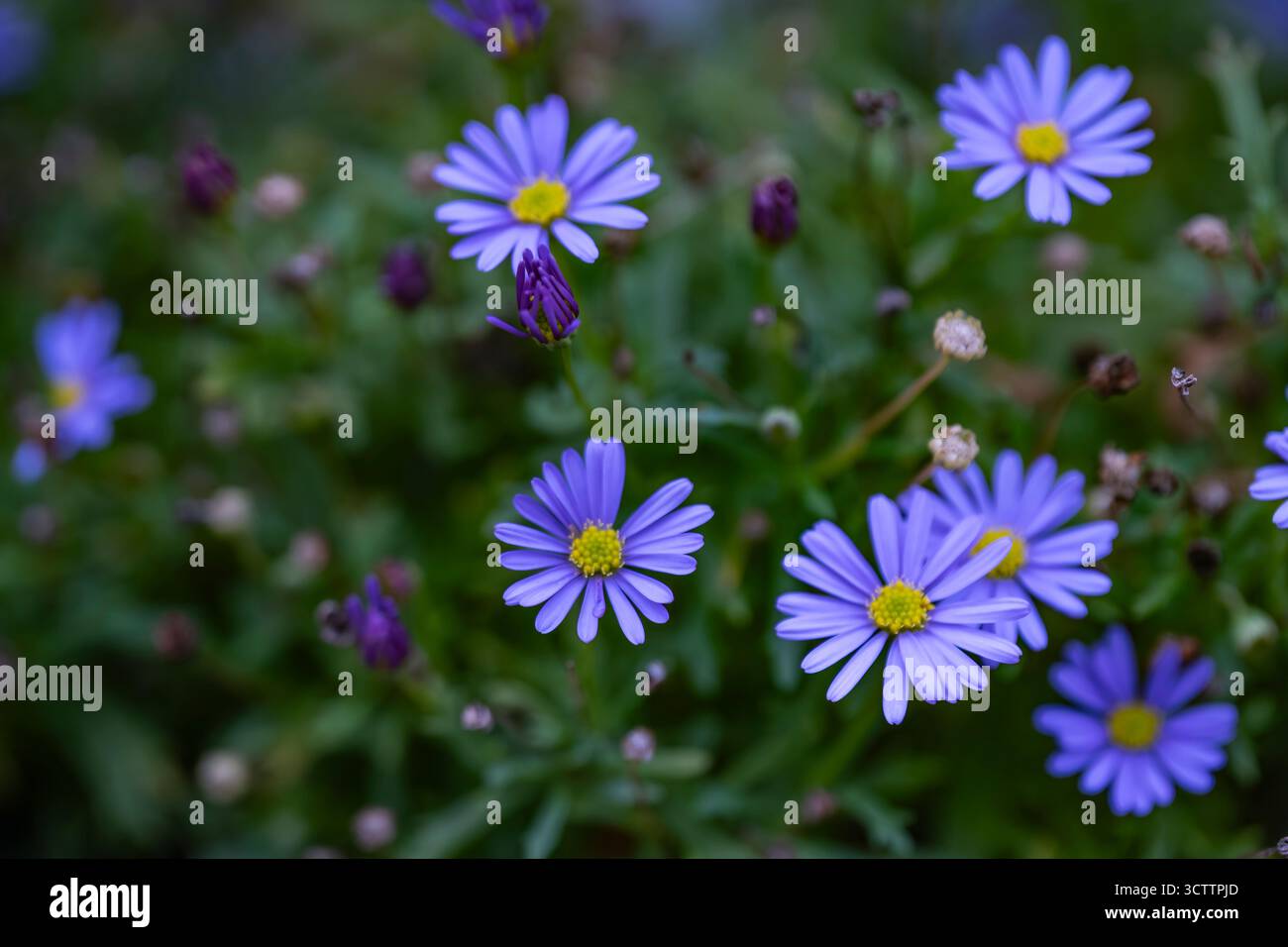 Gros plan d'asters, de fleurs délicates, de jardins, d'espaces ouverts, d'asters sauvages photographiés avec un appareil photo Sony a6700 avec un objectif macro de 100 mm Banque D'Images