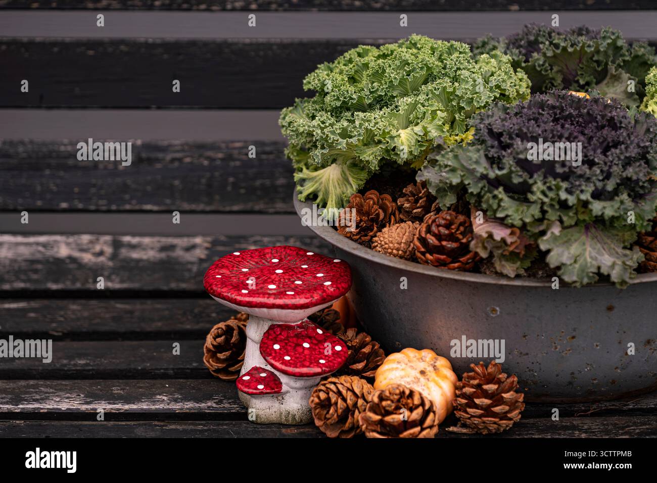 Arrangement automnal des cônes de pin de Kale et un ornement champignon tourné avec un appareil photo Sony a6700 avec un objectif macro de 100 mm Banque D'Images