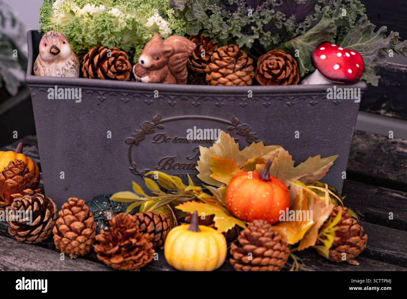 Arrangement automnal des cônes de pin de Kale et un ornement champignon tourné avec un appareil photo Sony a6700 avec un objectif macro de 100 mm Banque D'Images