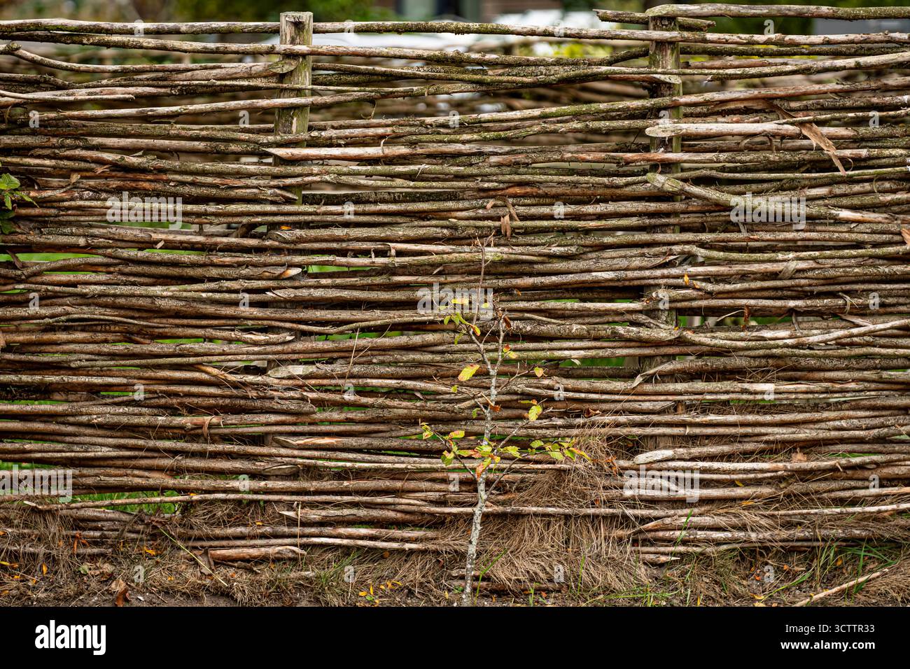 Ancienne clôture faite de branches, clôture en bois, clôture dans le village, style rétro vintage, décor de jardin tourné avec un appareil photo Sony a6700 avec un objectif macro de 100mm Banque D'Images