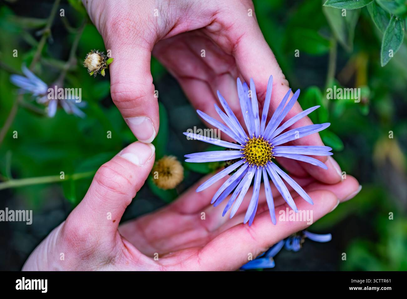 Gros plan de fleur d'aster pourpre avec le centre jaune et les gouttelettes d'eau, macro photo de fleur sauvage Banque D'Images