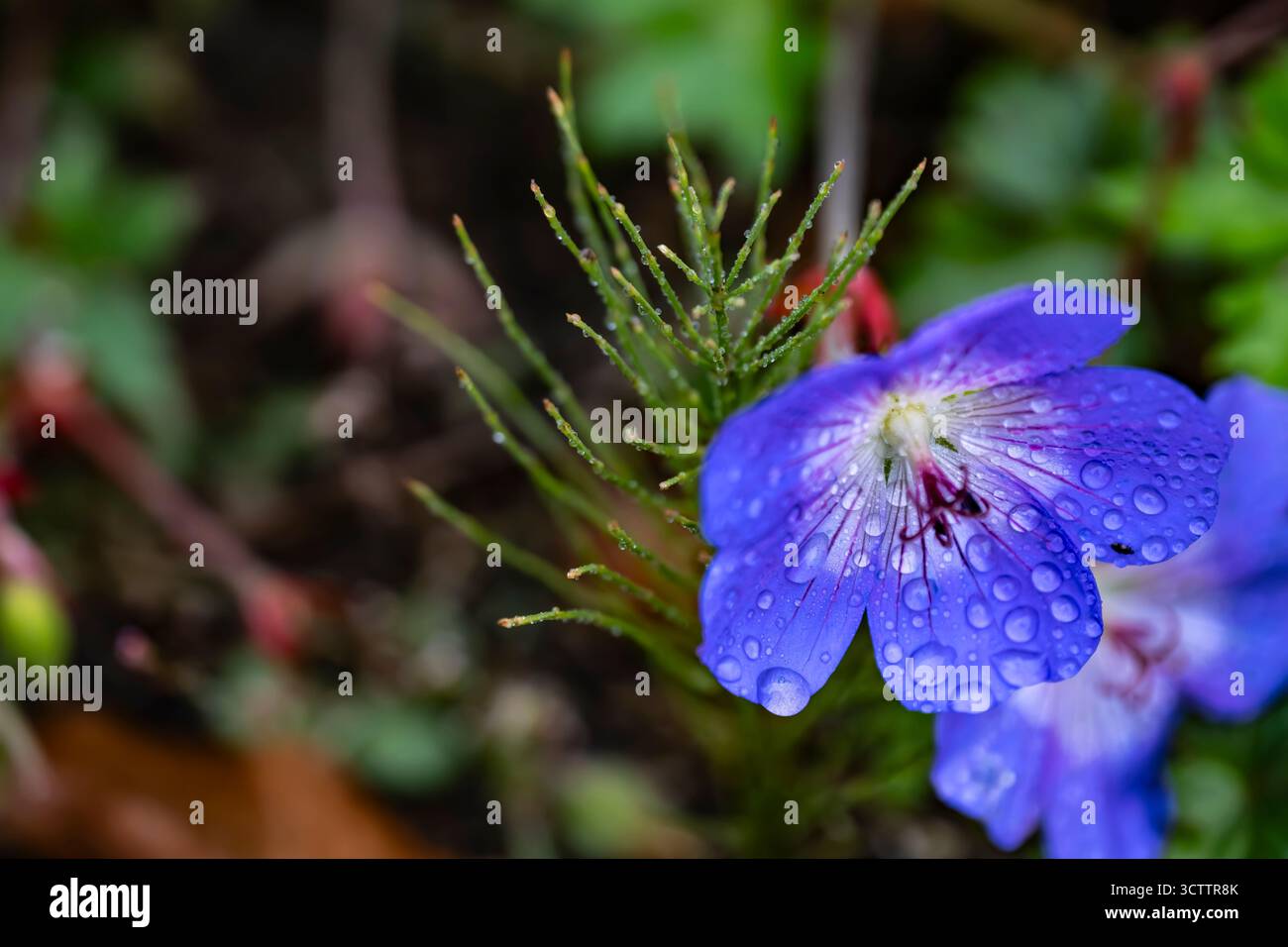 Gros plan d'une vibrante Pansy pourpre avec des gouttelettes d'eau macro photo de fleurs violettes délicates Banque D'Images