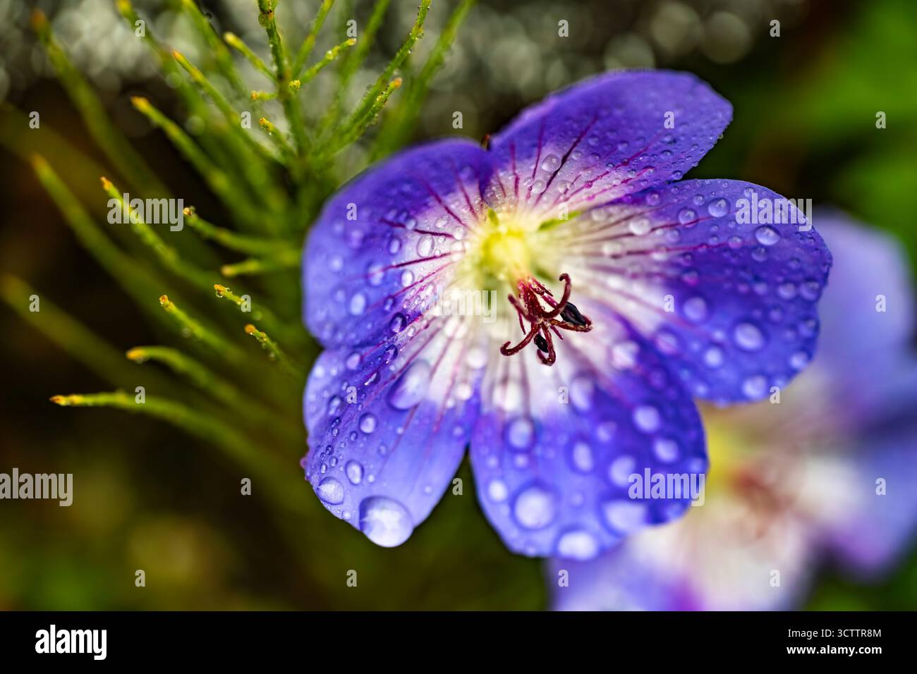 Gros plan d'une vibrante Pansy pourpre avec des gouttelettes d'eau macro photo de fleurs violettes délicates Banque D'Images