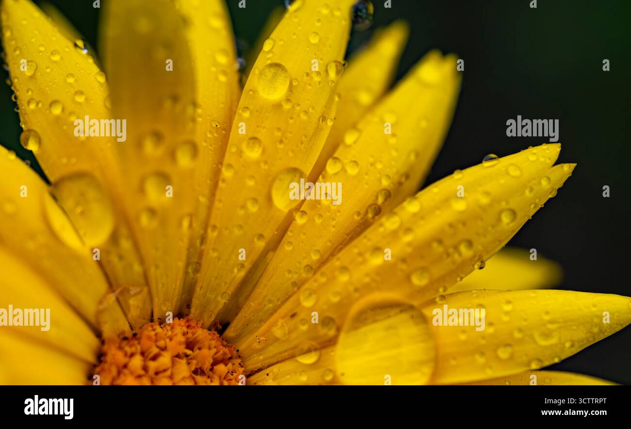 Photo macro de fleur d'héliopsis sauvage avec des pétales jaune vif et des gouttes de rosée, gros plan de fleur sauvage ressemblant à un tournesol Banque D'Images