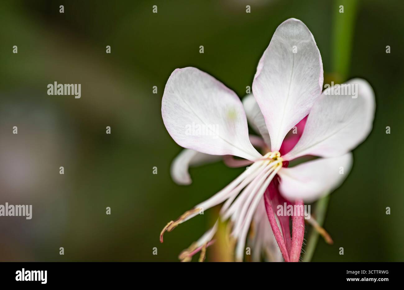 Macro photo de pois sauvages avec des fleurs blanches délicates, gros plan de fleurs sauvages dans la nature Banque D'Images
