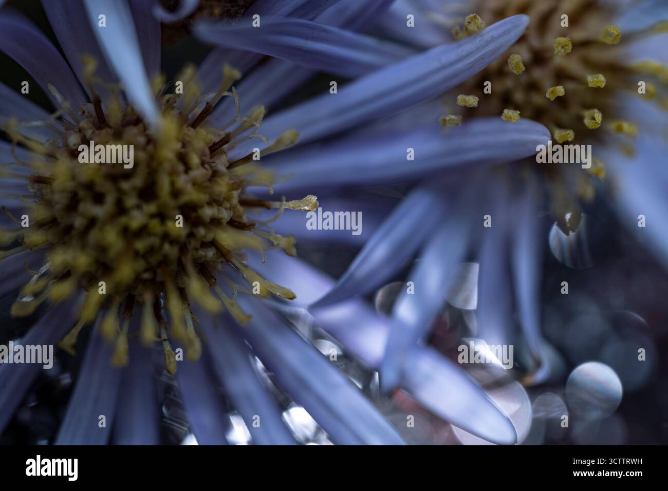 Gros plan de fleur d'aster violet avec centre jaune et gouttelettes d'eau, photographie florale macro Banque D'Images