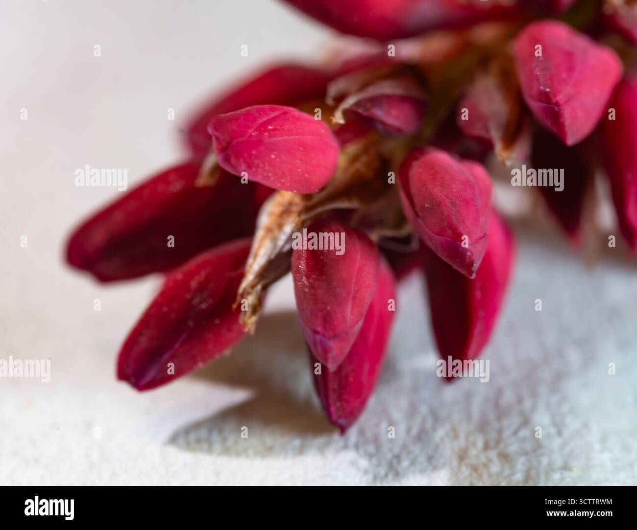 Gros plan de délicates fleurs sauvages roses avec des gouttes de rosée, macrophotographie de nature automnale Banque D'Images