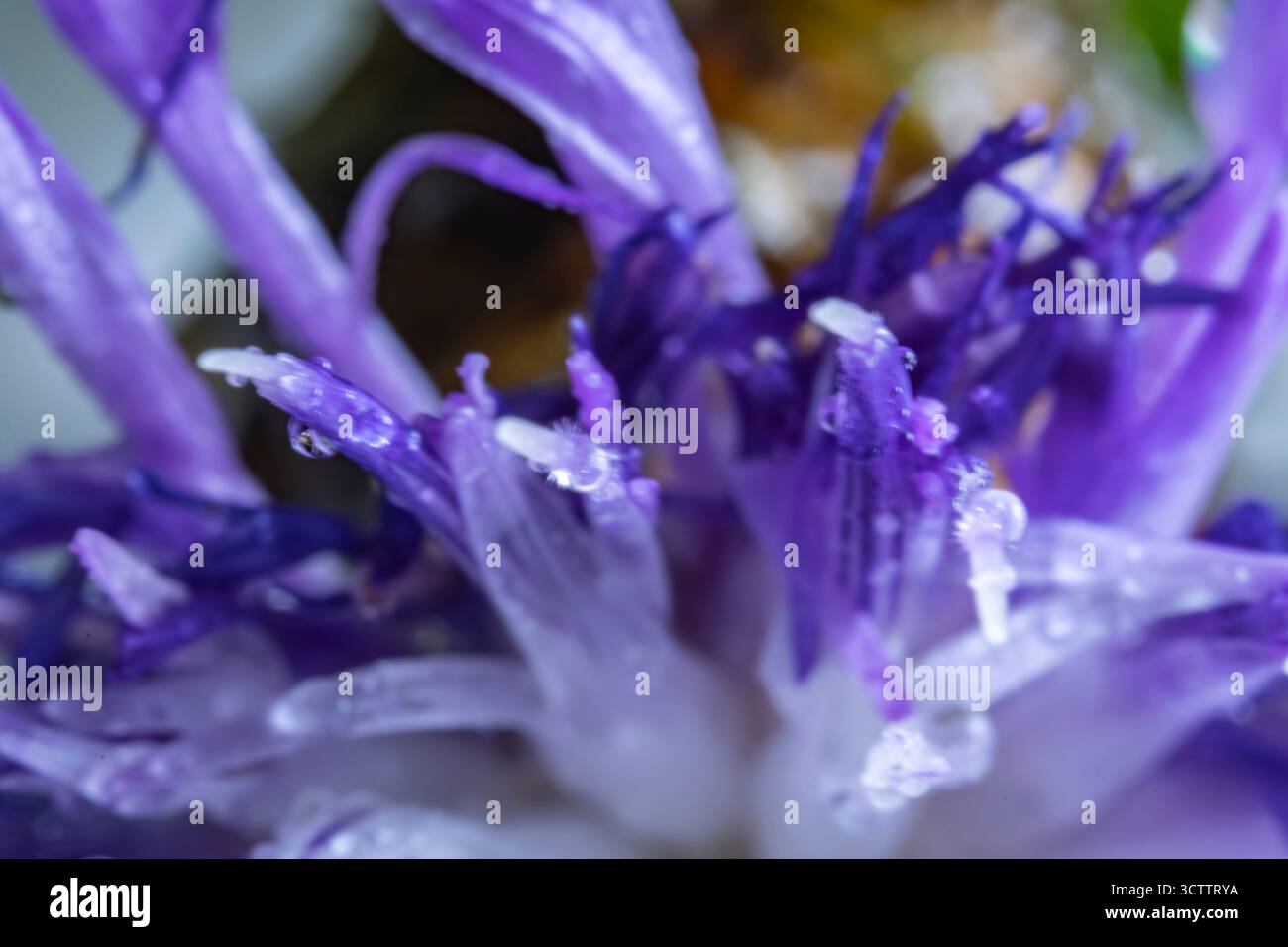 Photographie de pétales délicats de fleurs violettes, photo rapprochée de fleurs avec des gouttes de rosée abstrait macro fond fleurs sauvages sauvages Banque D'Images