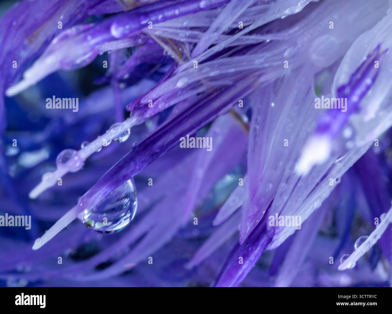 Photographie de pétales délicats de fleurs violettes, photo rapprochée de fleurs avec des gouttes de rosée abstrait macro fond fleurs sauvages sauvages Banque D'Images