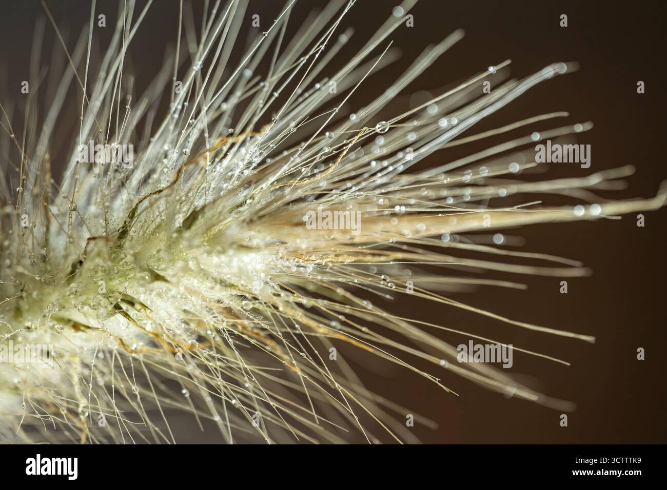 Photo macro d'herbe ornementale poilue en coussin d'épingle avec des gouttes de rosée sur les vrilles, arrière-plan flou, gros plan naturel de vue latérale Banque D'Images