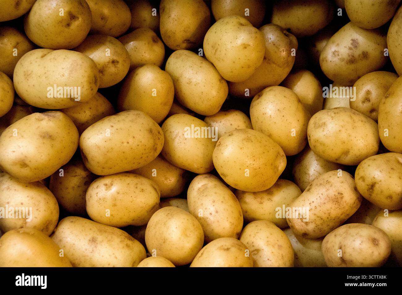 pommes de terre nouvelles Banque D'Images