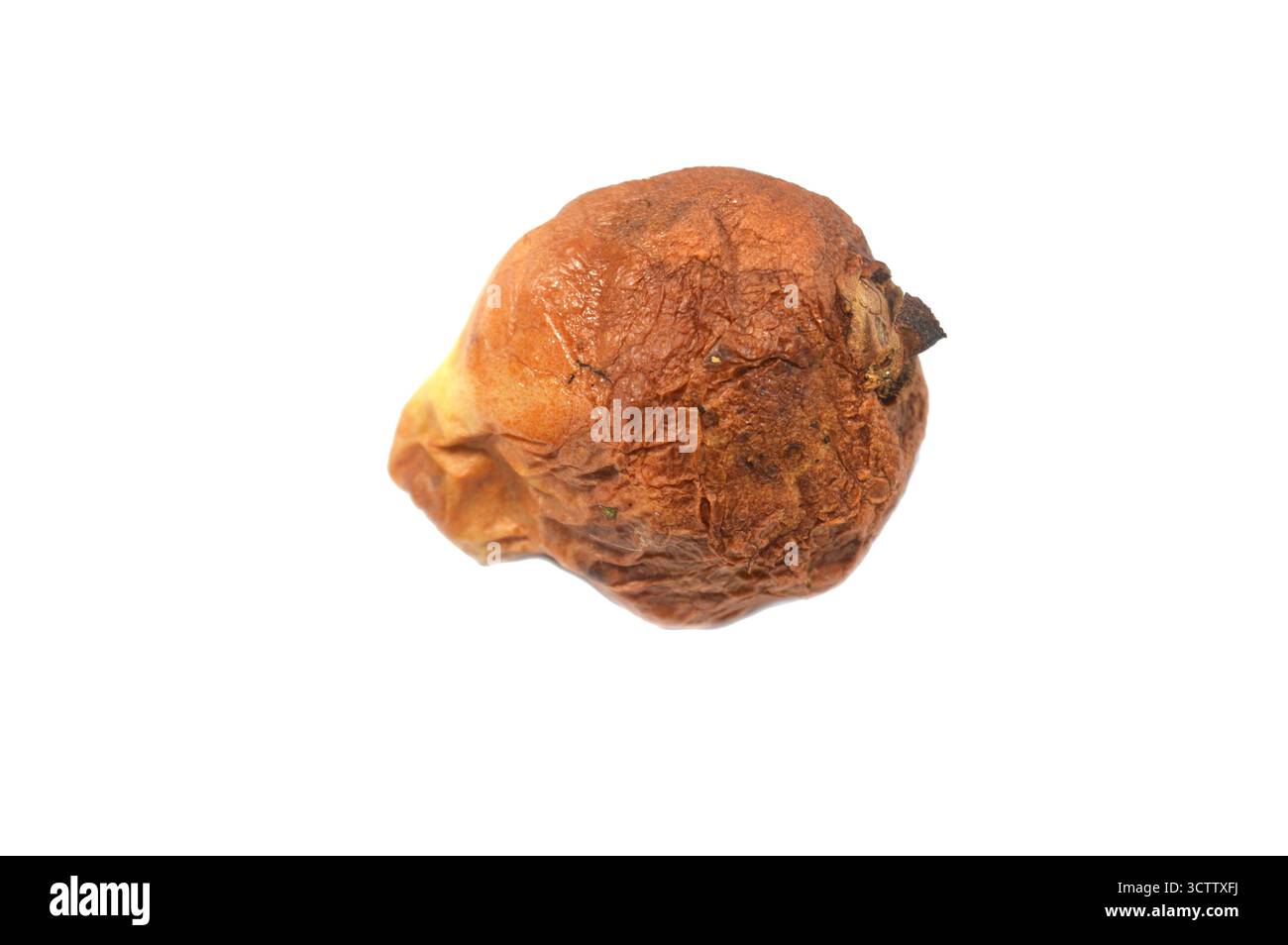 Fruit de goyave avec moisissures et bactéries, la moisissure est l'une des structures que certains champignons peuvent former, la formation de spores contenant des champignons secondaires metabo Banque D'Images