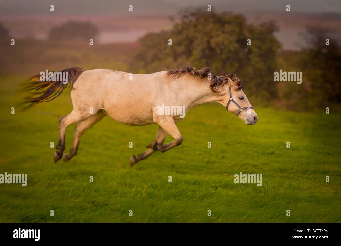 Cheval exubérant au galop complet dans le champ irlandais. Banque D'Images