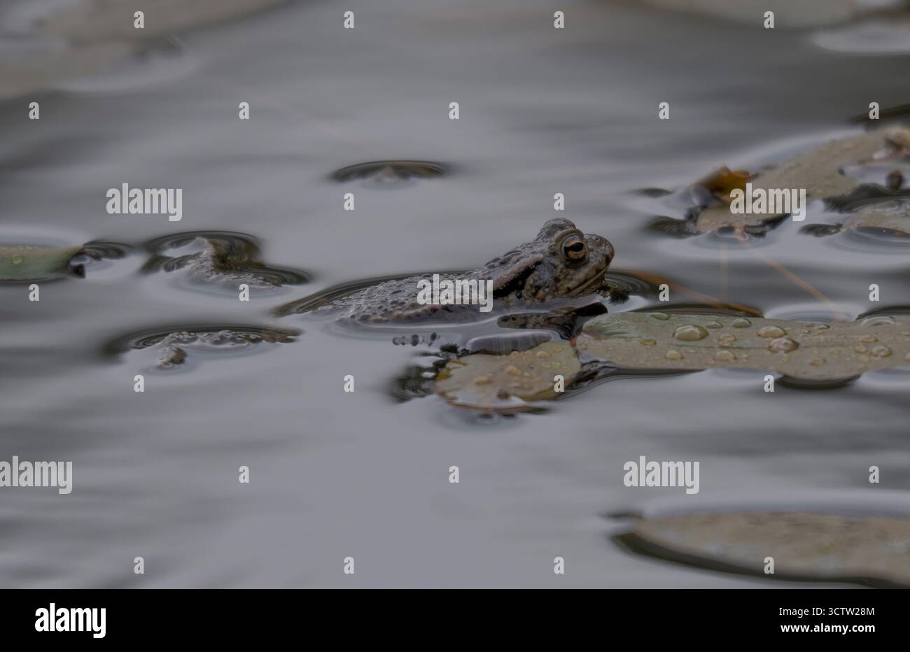 Crapaud commun (Bufo bufo) nageant à travers lilly pads, Loch Garten, Cairngorms, Écosse Banque D'Images Crapaud commun (Bufo bufo) nageant à travers lilly pads, Loch Garten, Cairngorms, Écosse Banque D'Images