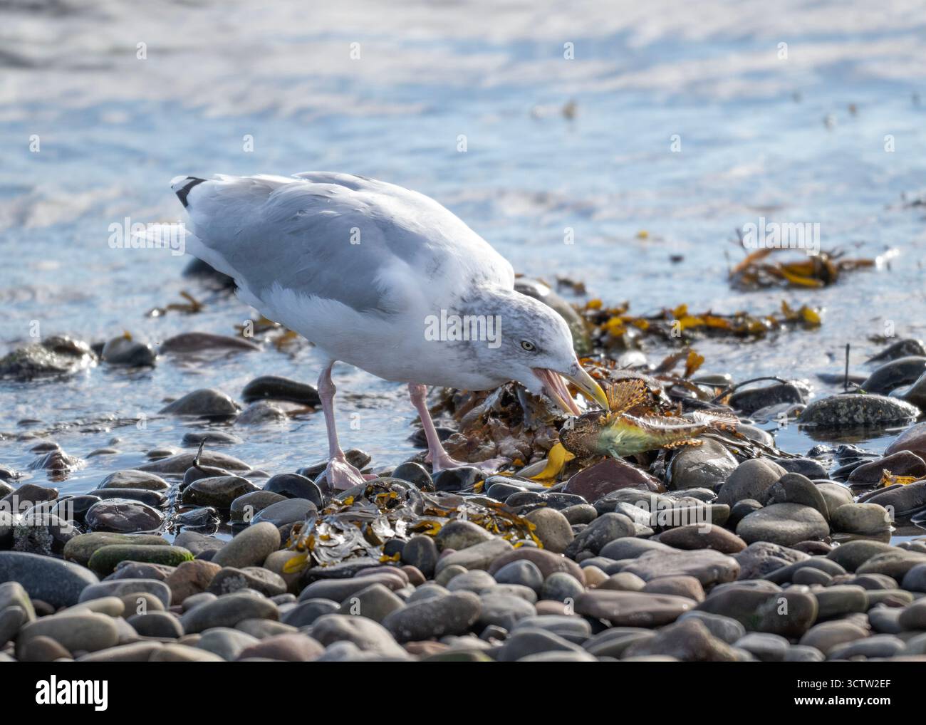 Hareng mouette (Larus argentatus) mangeant un Scorpion marin à longues spines (Taurulus bubalis) Chanonry point, Black Isle, ne Écosse Banque D'Images Hareng mouette (Larus argentatus) mangeant un Scorpion marin à longues spines (Taurulus bubalis) Chanonry point, Black Isle, ne Écosse Banque D'Images