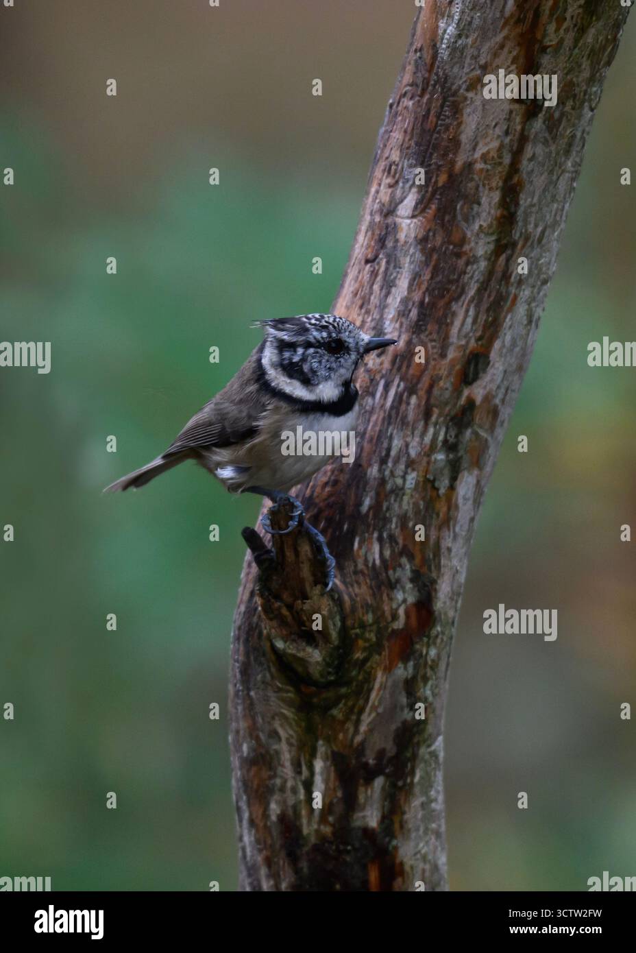 Métis à crête (Lophophanes cristatus) à Loch Garten RSPB Reserve, Cairngorms, Écosse Banque D'Images Métis à crête (Lophophanes cristatus) à Loch Garten RSPB Reserve, Cairngorms, Écosse Banque D'Images