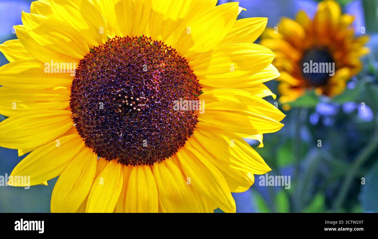 Image ensoleillée plein cadre d'un jaune soleil avec tête de tournesol nain noir (Helianthus annuus, tournesol commun), image lumineuse joyeuse Banque D'Images