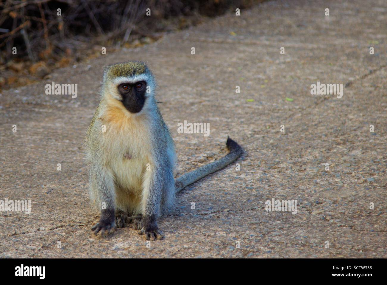 Un singe vervet est assis sur un chemin à Kilima, au Kenya, observant ses environs. Banque D'Images