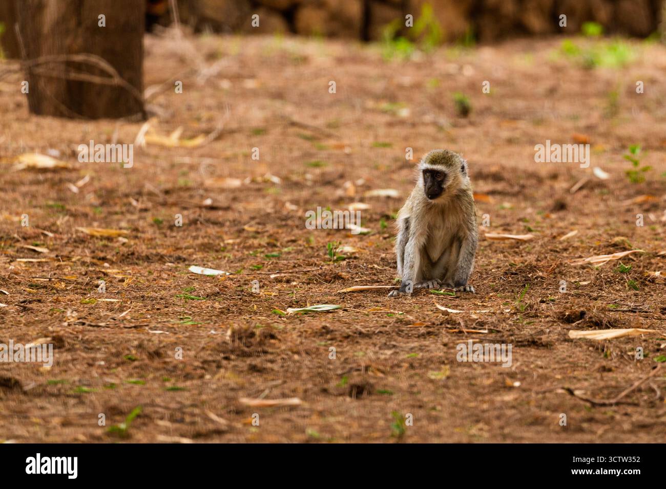 Un singe vervet est assis à Kilima, au Kenya, observant ses environs. Banque D'Images