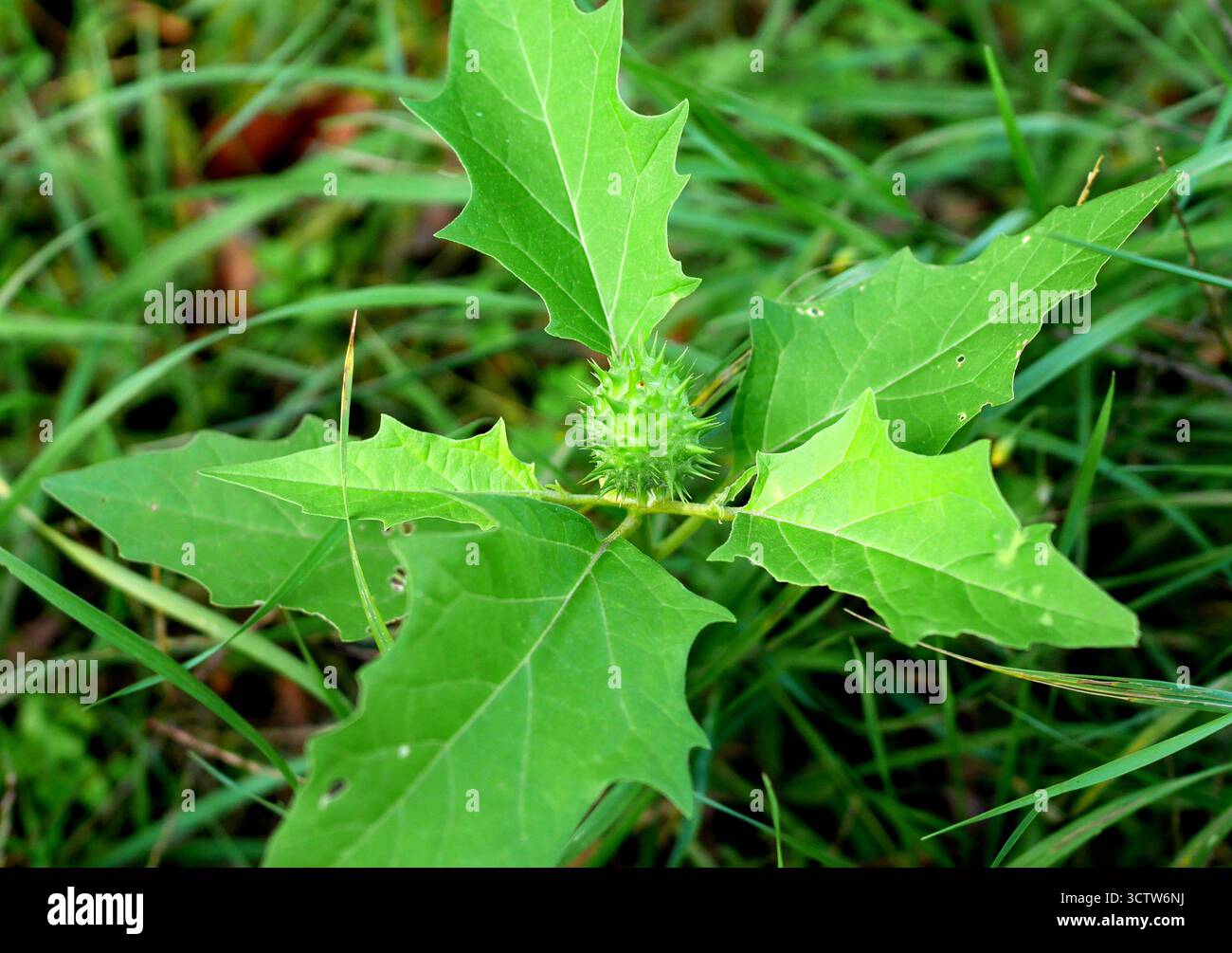 Feuilles et gousse de graines immatures de plante vénénéneuse à fleurs Datura stramonium (épine, pomme épine, jimsonweed, trompette du diable), poussant dans un jardin, Hongrie Banque D'Images