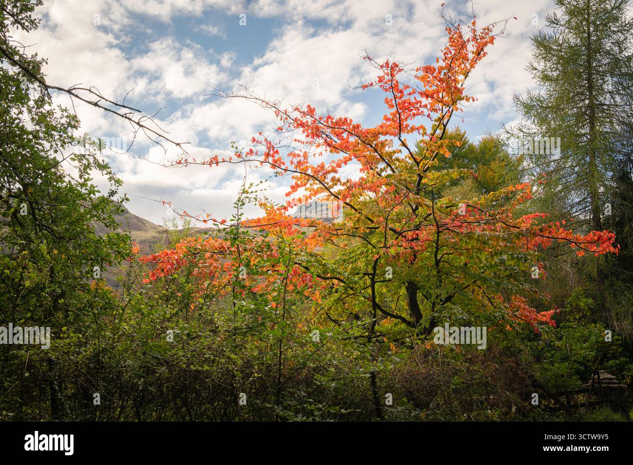 Une image HDR de paysage lumineux d'un arbre coloré automnal solitaire se détachant des arbres verts environnants feuilles, Écosse. 26 septembre 2025 Banque D'Images