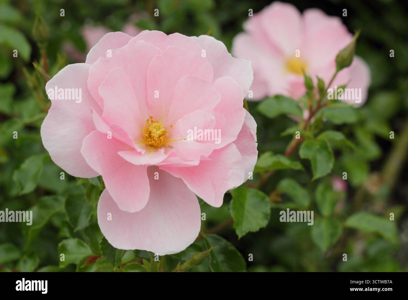 Rosa Queen Mother patio rose, compact avec des sprays de fleurs semi-doubles rose pâle Banque D'Images