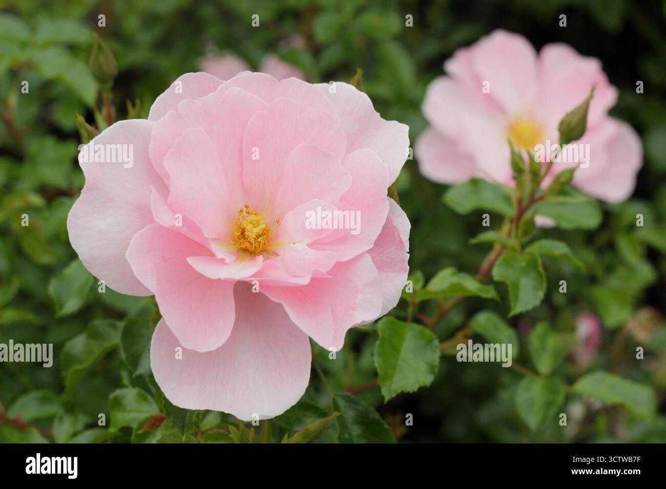 Rosa Queen Mother patio rose, compact avec des sprays de fleurs semi-doubles rose pâle Banque D'Images