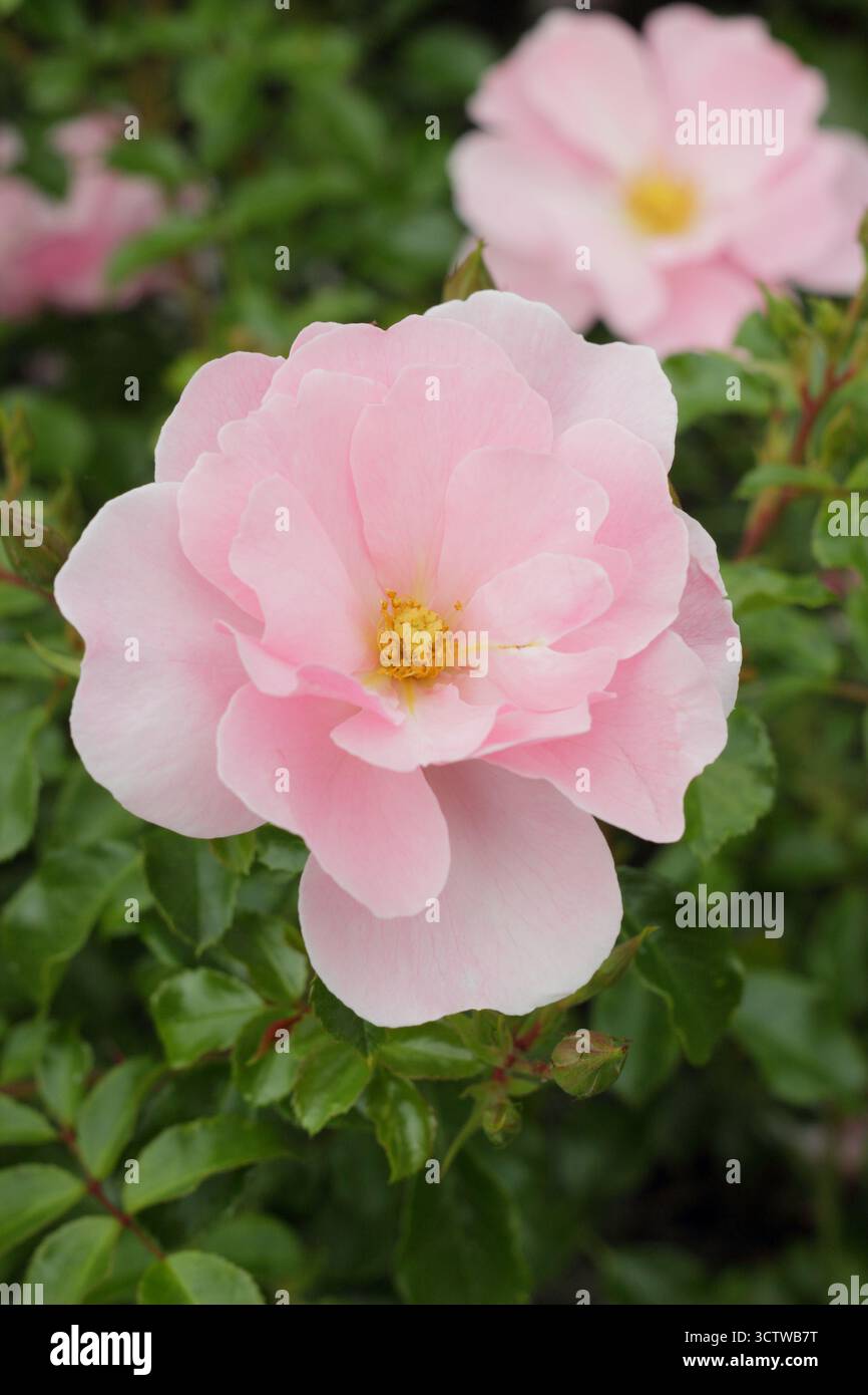 Rosa Queen Mother patio rose, compact avec des sprays de fleurs semi-doubles rose pâle Banque D'Images