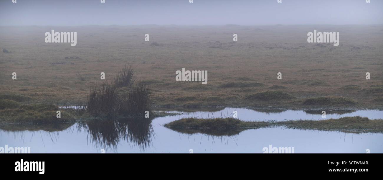 Une image panoramique d'un sol boggy gorgé d'eau et de conditions météorologiques brumeuses sur Bodmin Moor en Cornouailles au Royaume-Uni. Banque D'Images
