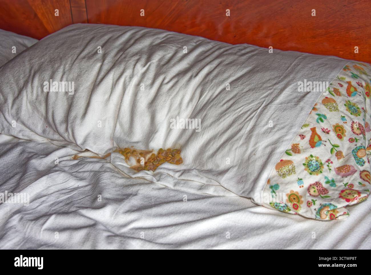 chat vomi, nourriture sèche non mâchée, maux d'estomac, draps de lit en flanelle, félin, PET, PR Banque D'Images