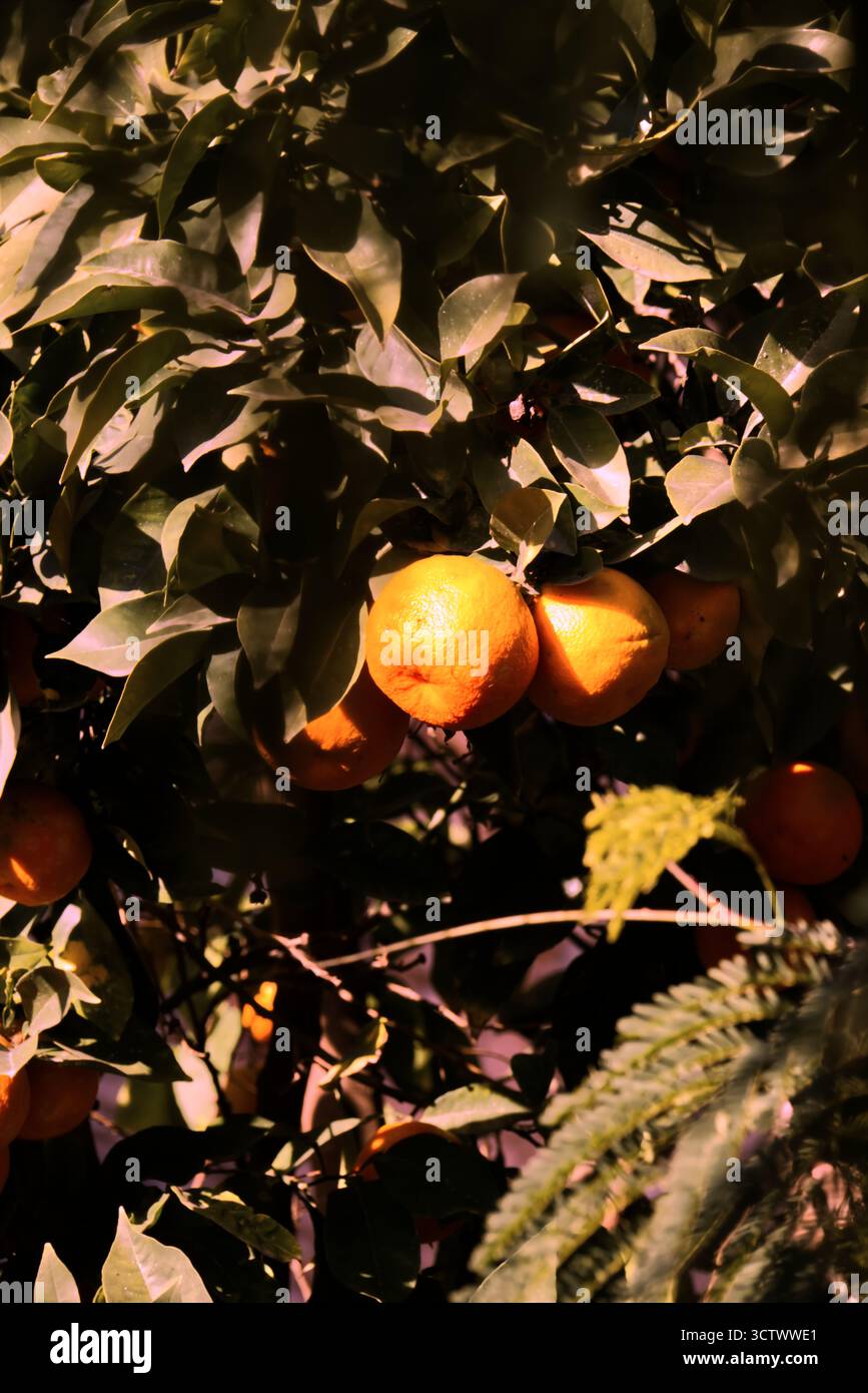 Oranges sanguines sur l'arbre à Malaga, Andalousie, Espagne. Banque D'Images