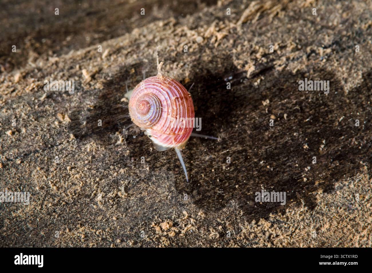Un gastéropode de la famille des turban. Margarites striatus, Maine. Golfe du Maine. Se nourrir de matière qui est sur un vieil empilement. Banque D'Images