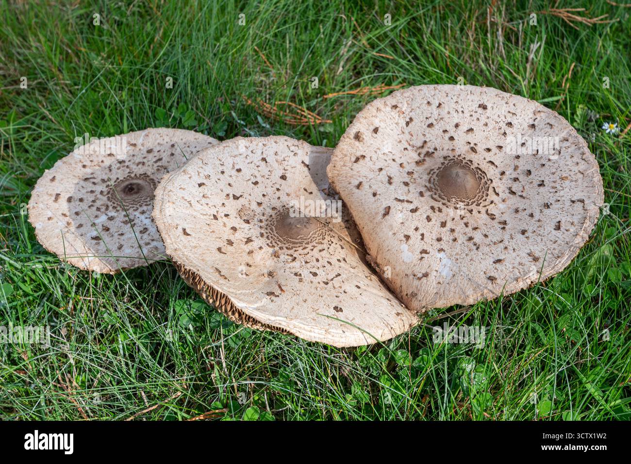 Trois gros champignons parasol (champignon parasol ou champignon, Macrolepiota procera Banque D'Images