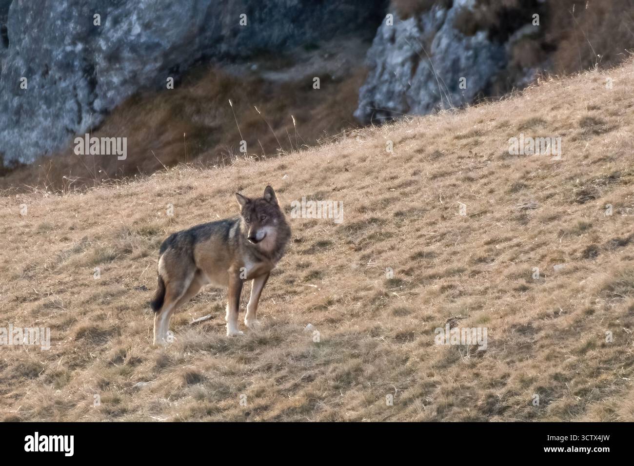 Loup italien sauvage également appelé loup apennin (Canis lupus italicus) se tenant dans un versant alpin hivernal. Rare. Alpes italiennes. Banque D'Images
